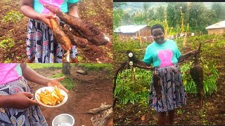 Recipe of cassava chips in the villageAfrican Village life [upl. by Porett]