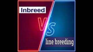 WHAT IS THE DIFFERENCE BETWEEN INBREEDING VS LINE BREEDING dogbreeds dogbreedinginformation [upl. by Notak]