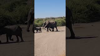 Chobe National Park in Botswana2 [upl. by Zahavi]