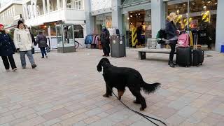 Gordon Setter [upl. by Ymiaj]