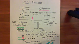 The Vascular Endothelial Growth Factor Part 6 [upl. by Birmingham]