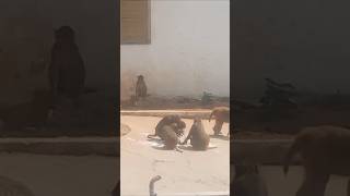 Funny monkey🐒🙈🐵🙈 🤣monkey funny bandar shorts viralvideo memes monkey 🐒 [upl. by Gignac]