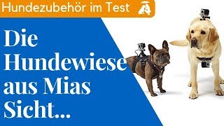 Wir Testen Das Gopro Hundegeschirr  Mia and Me DogTV [upl. by Alegnave]