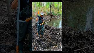 Dont Have Time To Play  Beaver Dam Removal shorts beaverdam [upl. by Lon438]