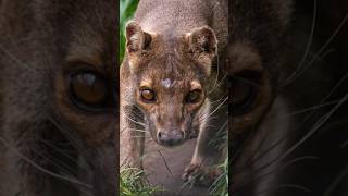 The Fossa A Vanishing Apex Predator 🦤🦣 shorts criticallyendangered endangered endangeredspecies [upl. by Atiluap373]