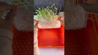 APELAGI NIHHH 😳 plant seed bubblewrap experiment [upl. by Sitrik486]