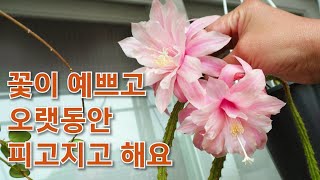 이런 선인장들은 재배하기 쉽고 꽃도 예쁘고 오래 피어있어요 Aporocactus mallisonii [upl. by Woodie]