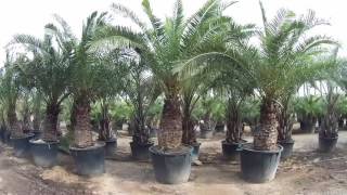 More Phoenix Canariensis from Big Plant Nursery [upl. by Lontson725]