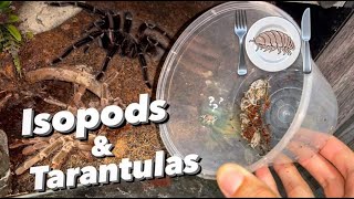 Why to NOT leave isopods in your TARANTULA’s enclosure [upl. by Rudwik504]