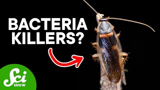 8 Unbelievable Sources for New Drugs—including Cockroaches [upl. by Lutero]