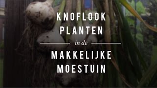 Knoflook planten in de Makkelijke Moestuin [upl. by Tnecnivleahcim]