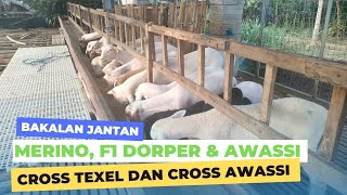 Harga domba bakalan jantan Merino F1 dorper F1 awassi cross texel dan cross awassi [upl. by Mak]