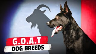 The 10 GOAT Dog Breeds [upl. by Gerrald970]