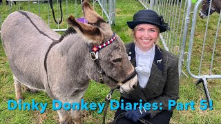 Dinky Donkey Diaries Part 5  Miniature Mediterranean Donkey Supreme Championship Glendale Show 24 [upl. by Rayna]