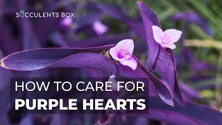 BEST TIPS HOW TO CARE FOR PURPLE HEART PLANT  TRADESCANTIA PALLIDA [upl. by Imled848]