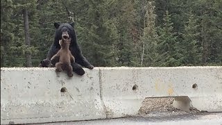 Mama Bear Saves Her Cub From The Highway [upl. by Imot139]