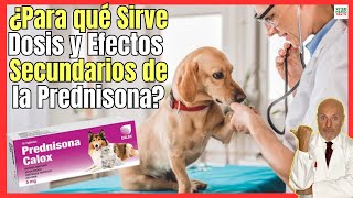 🔴 ¿NADIE CONTÓ ESTO 🔴 PREDNISONA PARA QUE SIRVE EN PERROS DOSIS Y EFECTOS SECUNDARIOS [upl. by Acie240]