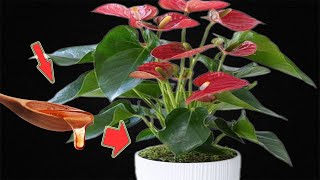 A Few Drops Per Plant Anthurium Grows 300 Times Faster And Blooms Continuously [upl. by Eniamrej]