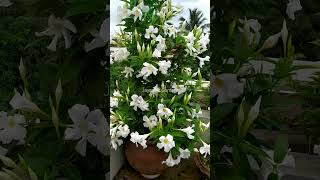 White Mandevilla Vine  Beautiful Mandevilla Blooming  mandevilla care shorts mandevillaflower [upl. by Dyann61]