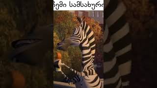 ჩემი სამსახური qartulad მადაგასკარი madagascar zebra coub funny funnyvideo funnyvideos [upl. by Nada]