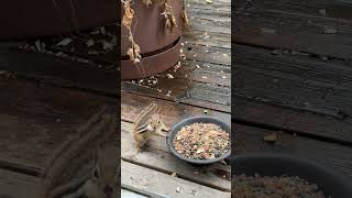 Circling the bowls squirrel chipmunk [upl. by Jacie]