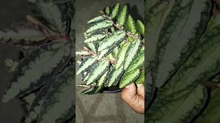 How to plant watermelon begonia plant  pellionia repens  home garden  gardening  shorts [upl. by Anaz]