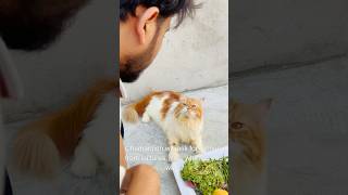 Billu sabziwala😳😳 catcomedy cat billicomedy billug catvideo sajidcat billucat [upl. by Navinod255]