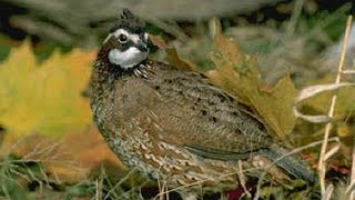 Bobwhite Quail Nest [upl. by Netsirk]