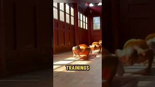 The Intense Training of Shaolin Monks [upl. by Kara442]