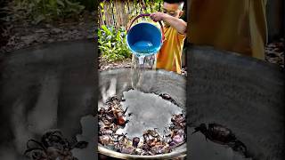 Yummy field crab cooking food cookingshorts coockingvlog cookingvideosshortvideo shortsshort [upl. by Natanoj219]