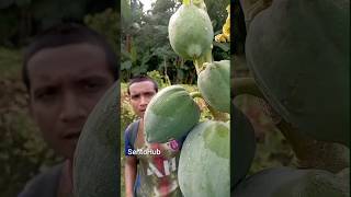 When the papaya grows from the tree it cries  outdoors bushcraft camping survival sentohub [upl. by Swetiana]