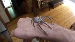 Handling a Huntsman Spider unedited version [upl. by Nosna]