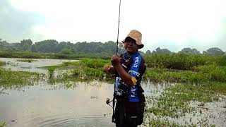 like fishing in the Amazone swamp [upl. by Rodge]