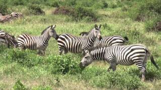 The wildlife in the Amboseli National Park Kenya [upl. by Nyllij43]