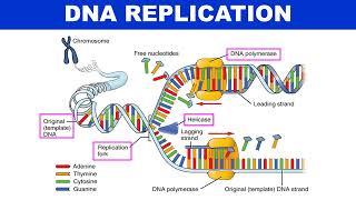 Mechanism of DNA replication Animation  Molecular biology  Biotechnology [upl. by Haorbed]