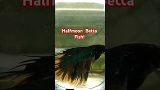 betta Fish shorts [upl. by Leonardo]