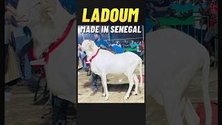 Mouton Ladoum Made in Sénégal 🇸🇳 Ladoum elevage prestige ferme [upl. by Aerdied]