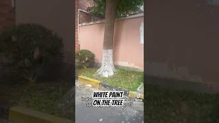 White Paint on the tree [upl. by Aruabea]