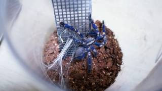 Poecilotheria metallica 구티 사파이어 오너멘탈 사냥영상 [upl. by Aicileb235]