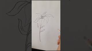 zambak çiçeği çizimi  lily flower drawing [upl. by Esojnauj]