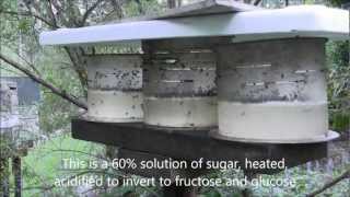 A simple feeding set up to supply energy needs of Australian Stingless Bees in a time of shortage [upl. by Aronos969]