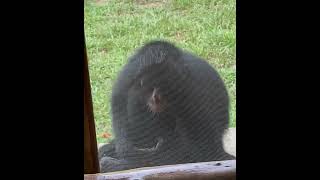 spidermonkey waiting to come in puertomaldonado peru [upl. by Lodnar874]