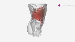 understanding Thoracic nerve T12 anatomy and function explained [upl. by Schroth]