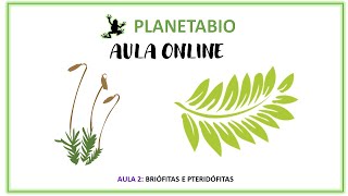 Aula 2 online  Briófitas e Pteridófitas [upl. by Sonitnatsok]