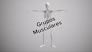 Grupos musculares medicinauy musculos [upl. by Ennirak]