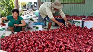 Asian Bell Fruit Agriculture Technology  Rose Apple Farm and Harvesting [upl. by Cordalia19]