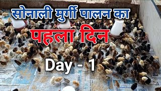 सोनाली मुर्गी पालन का पहला दिन  day 1  sonali chicks  Sonali farming  desi murgi palan [upl. by Austine250]