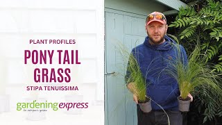 Plant Profile  Stipa tenuissima  Pony Tail Grass  Gardening Express [upl. by Mllly]