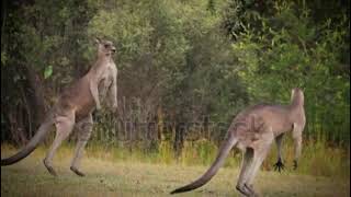 Kangaroos fighting with each other [upl. by Herson]