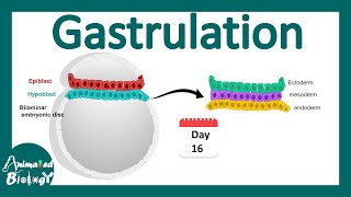 Gastrulation  what happens during gastrulation  week 3 of embryonic development [upl. by Calandra]